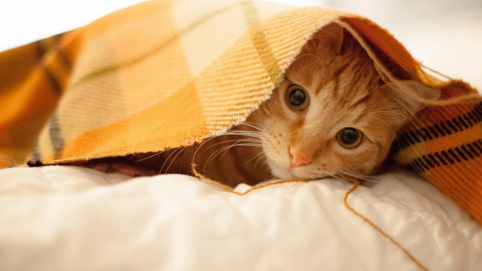 英超球队通过战术疲劳评分系统调整比赛节奏控制策略，英超赛后球员评分网站