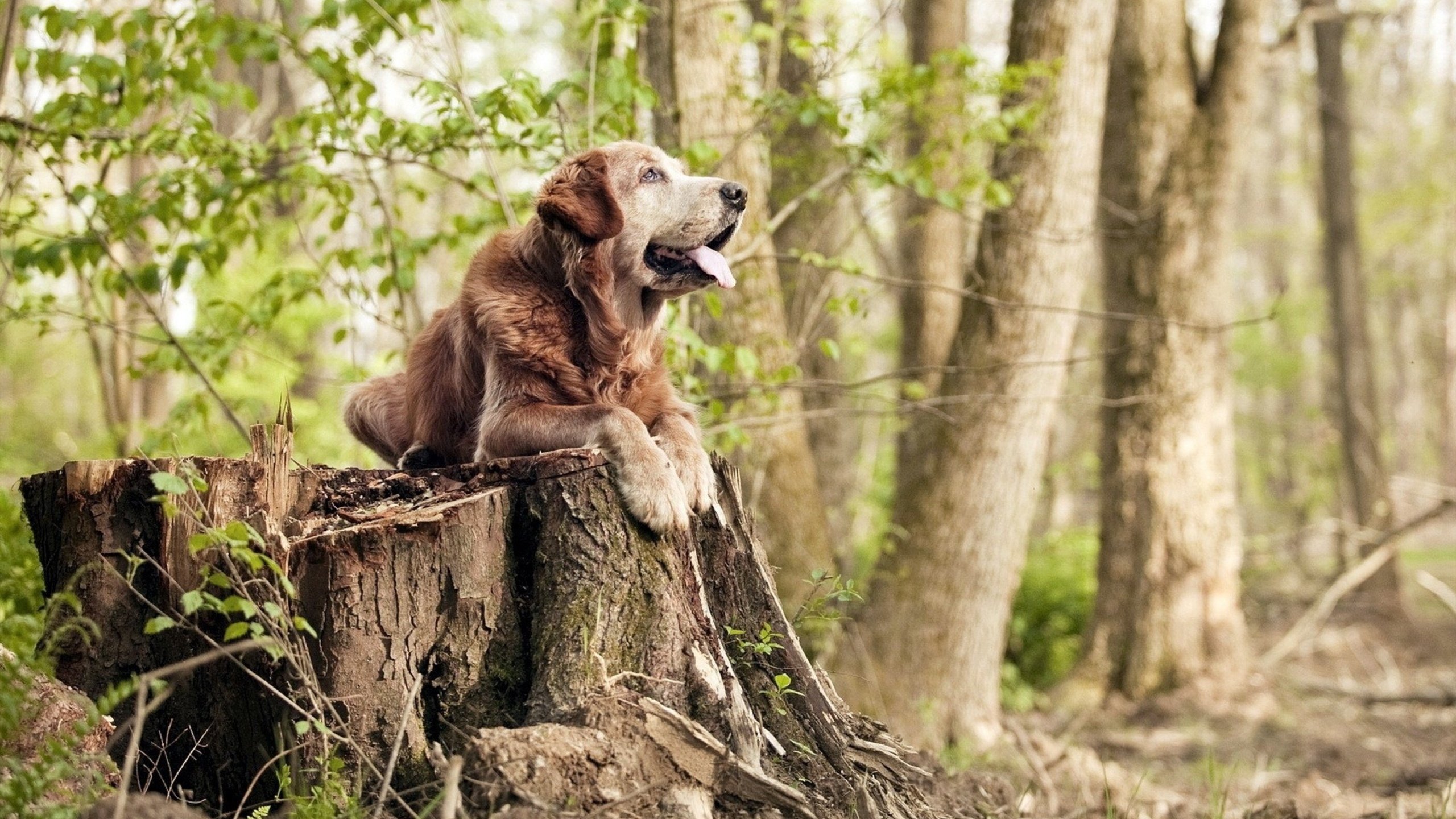 “世界游泳锦标赛新加坡：水上芭蕾选手成全场焦点”