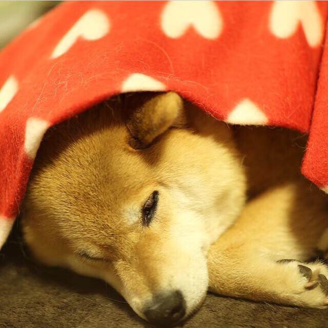 乐鱼体育网址入口-中国男篮回顾比赛录像 查找攻防不足点，中国男篮篮球录像