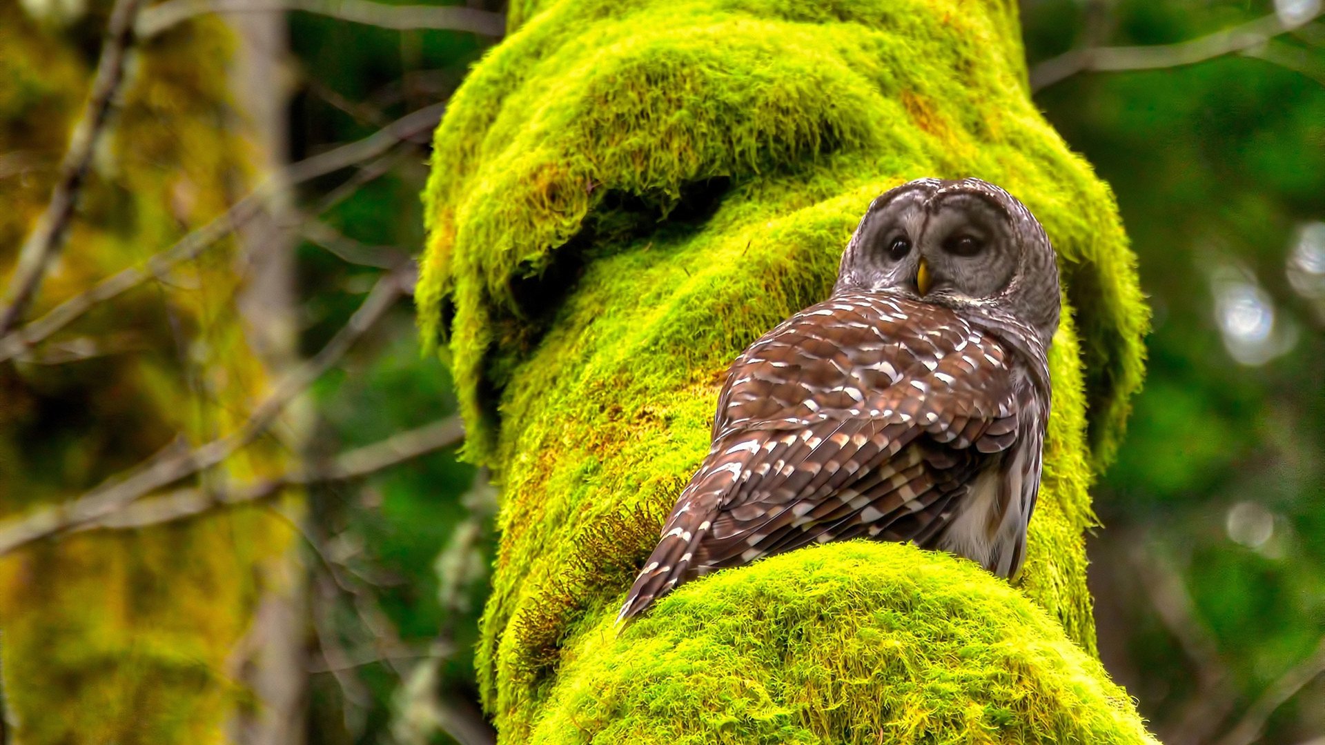 乐鱼体育app入口-亚冠联赛精彩比赛激发球迷热情，亚冠联赛消息