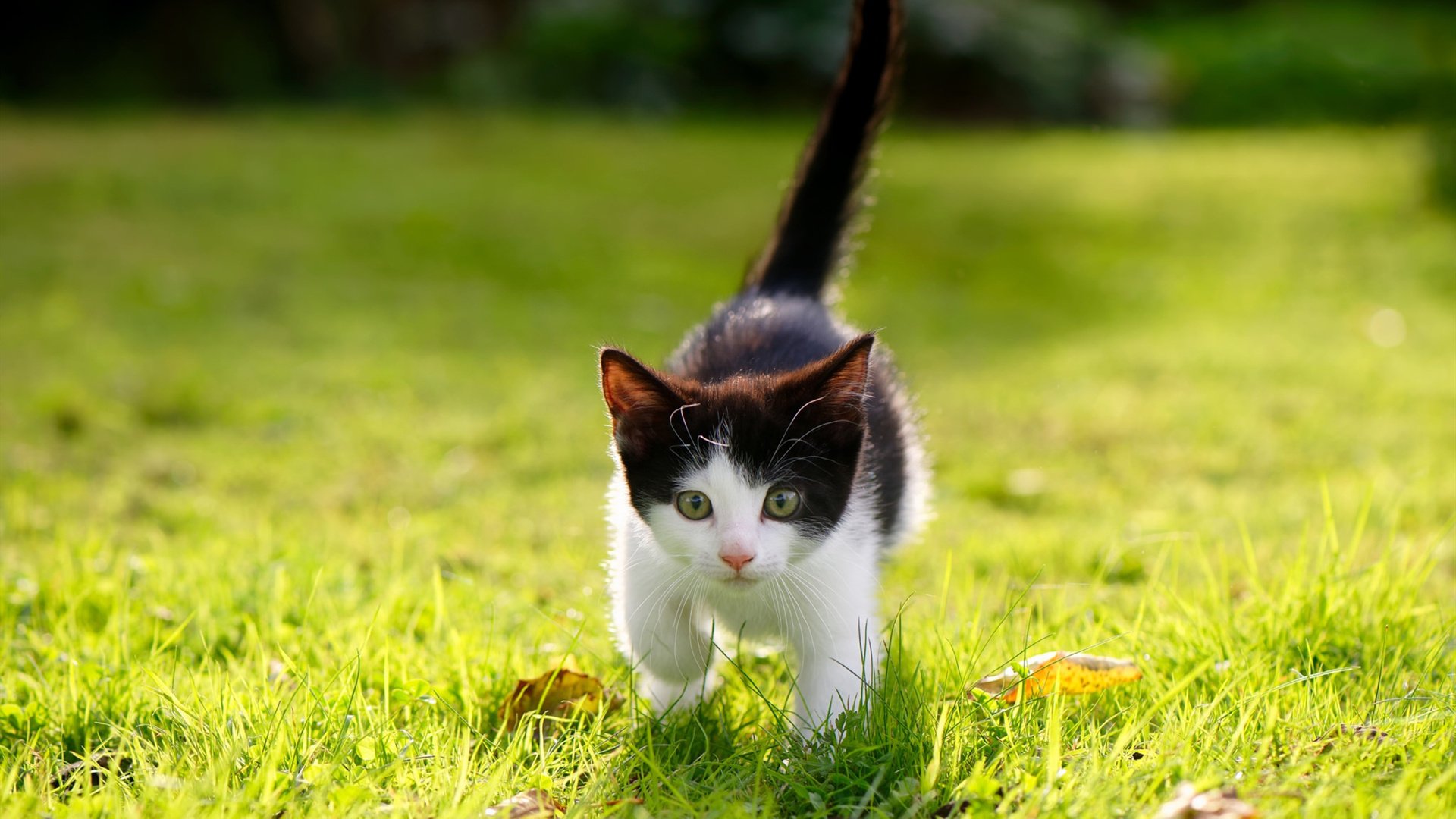 罗马尼亚队赛制深度探讨：如何通过合理安排队员提升整体表现，罗马尼亚队大名单