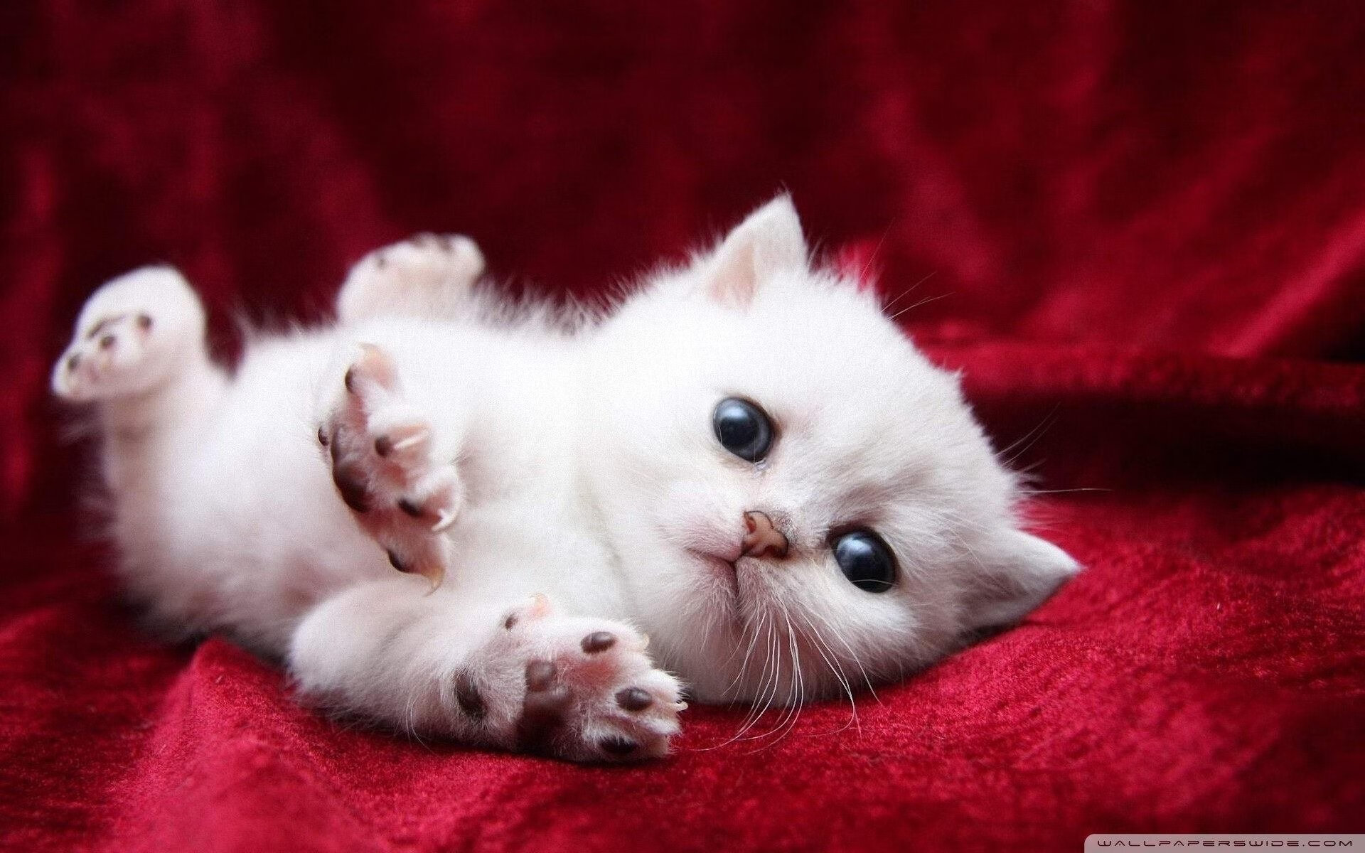 乐鱼体育网页登录-美国队赛制解析：如何通过团体赛制提升整体战术水平，美国参赛队伍