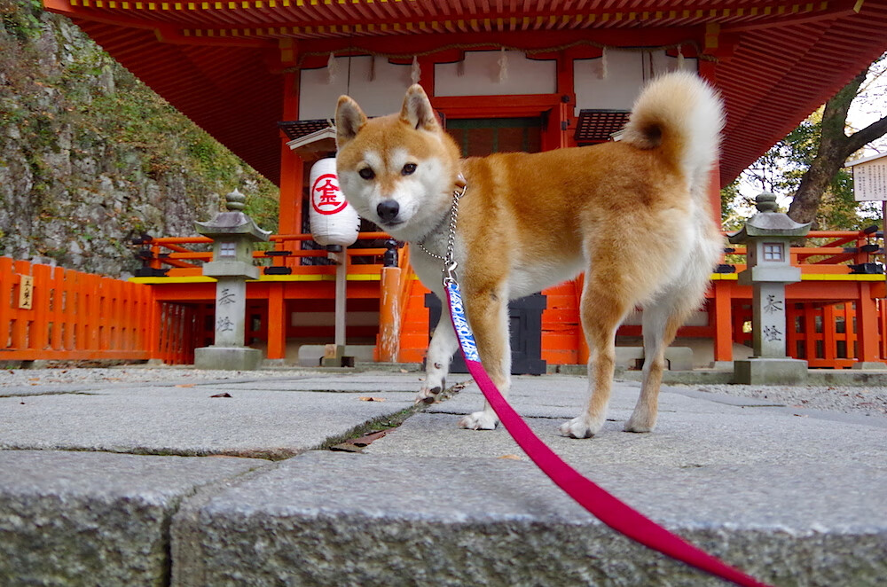 乐鱼体育下载-西雅图海湾者防守密集，阻击对手锋线，西雅图海湾人球衣