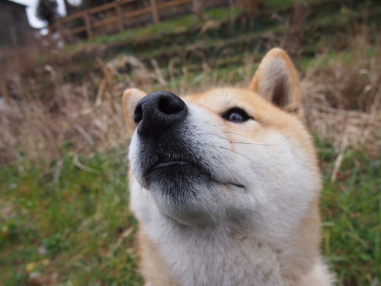 伊朗男篮在亚洲预赛中表现优异,迈向奥运新高,伊朗队男篮