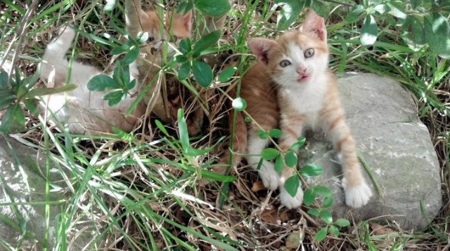 乐鱼体育app官网下载-希腊女篮在欧洲锦标赛上继续强势，追求金牌梦想，希腊欧洲杯赛程
