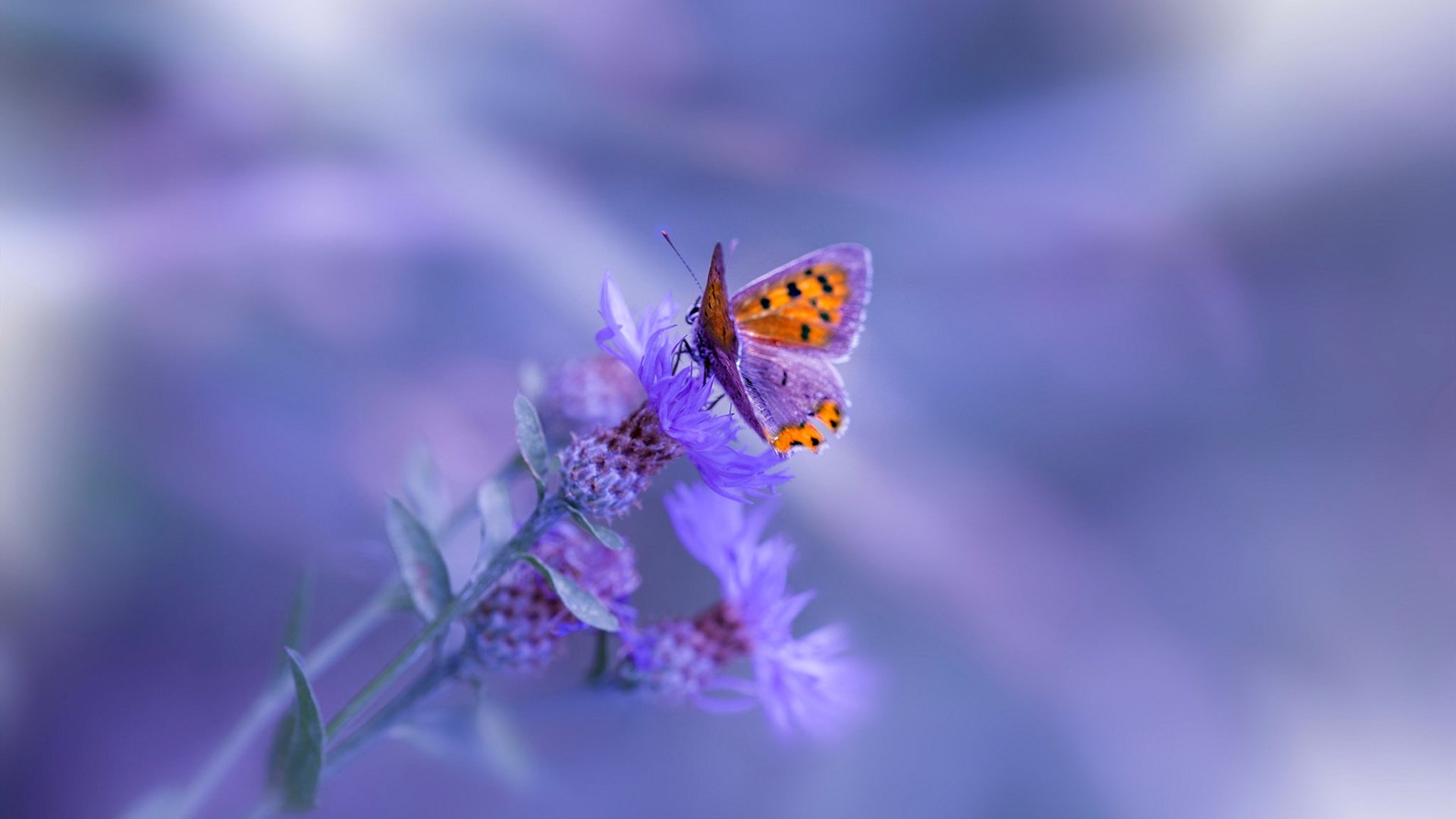 乐鱼体育下载app官网-平台推出赛事幕后特辑展现球员生活日常增强粉丝粘性