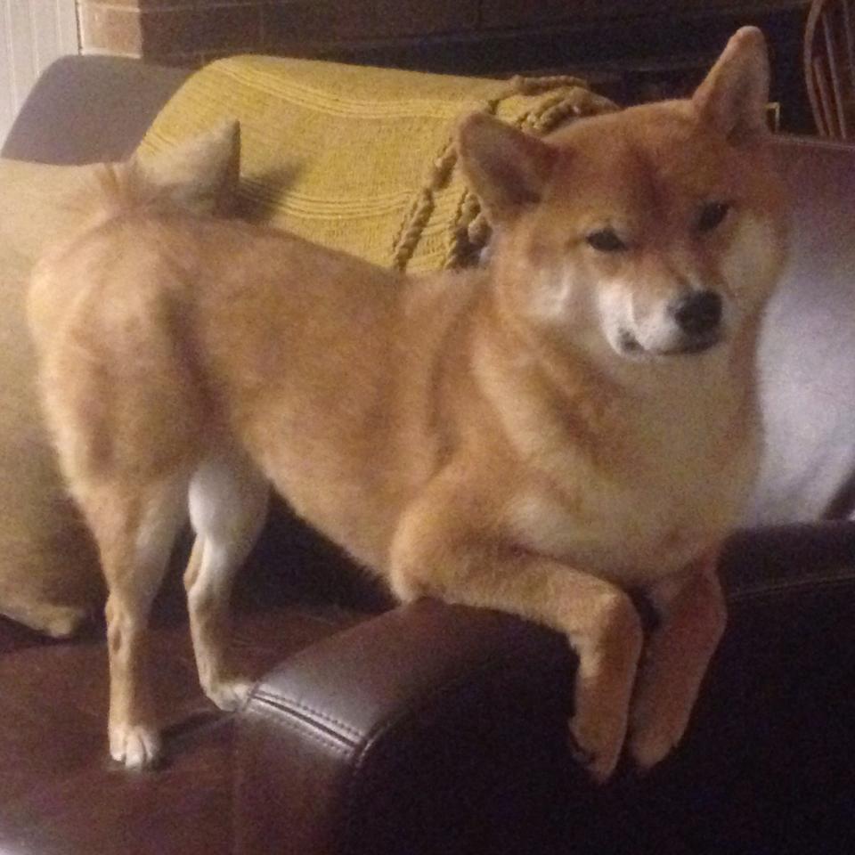 库里家庭篮球挑战赛引发网友模仿，库里家人