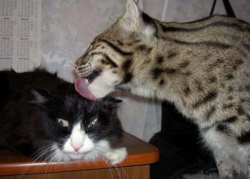 乐鱼体育在线入口-意甲组织美学：团队合作极致展现！，意甲队伍关系