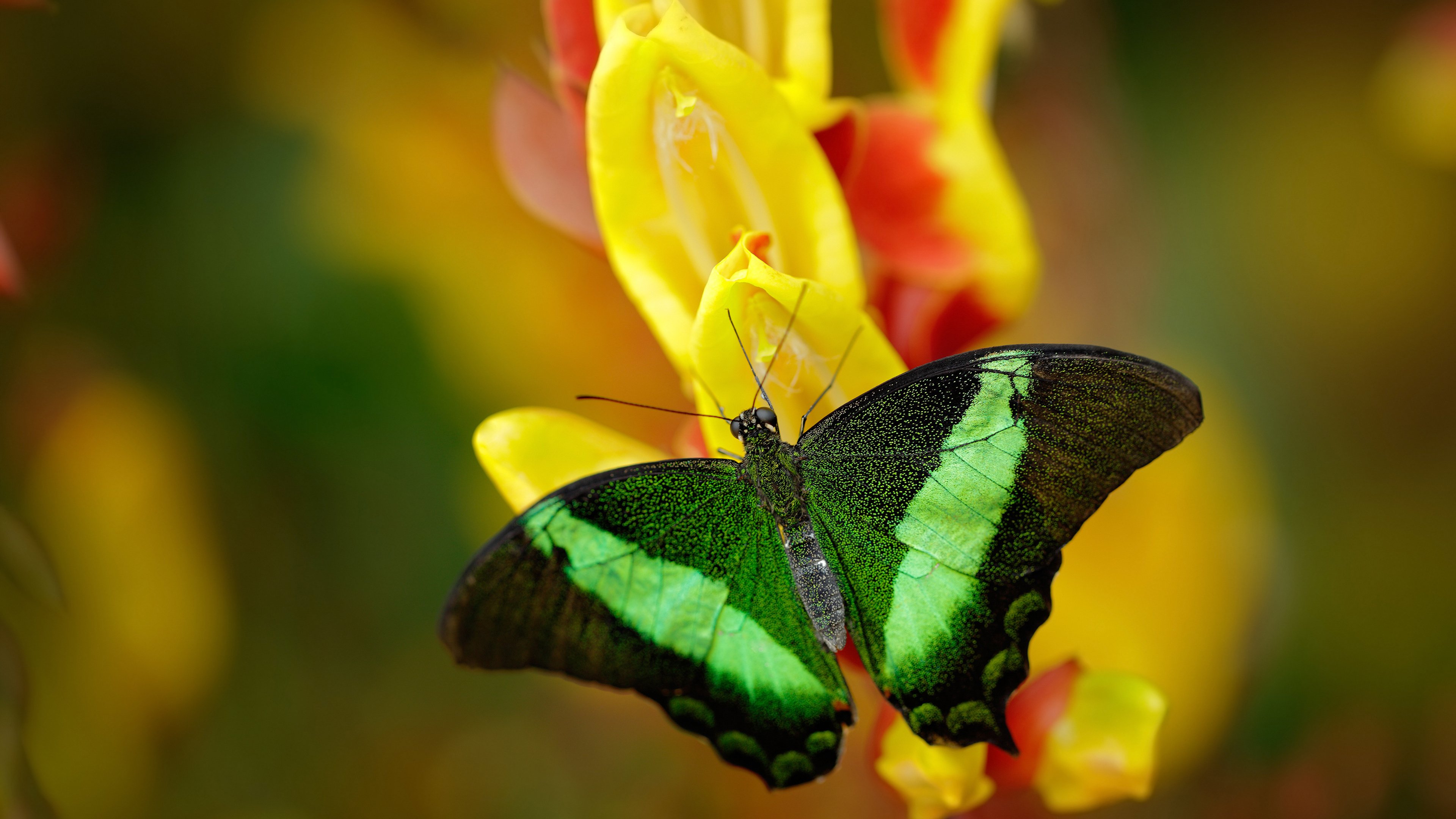 乐鱼官网优惠-法甲未来之星：新秀爆发，未来闪耀！，faf未来之星