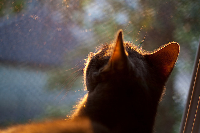 澳大利亚男队阵容更新，年轻力量崭露头角，澳大利亚男篮阵容名单